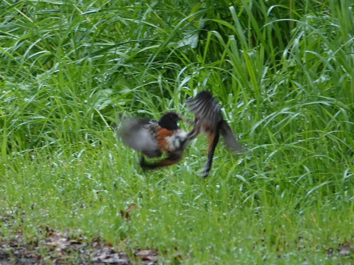 Spotted Towhee - ML616740207