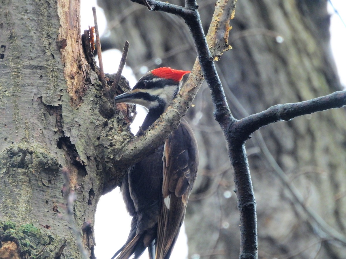 Pileated Woodpecker - ML616740209