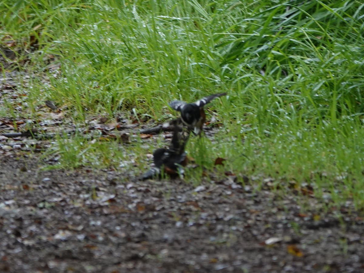 Spotted Towhee - ML616740211