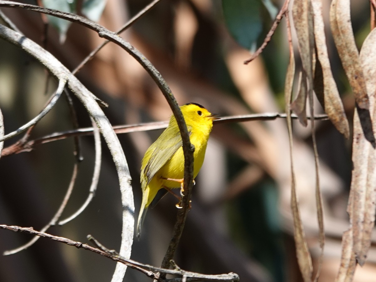 Wilson's Warbler - ML616740235