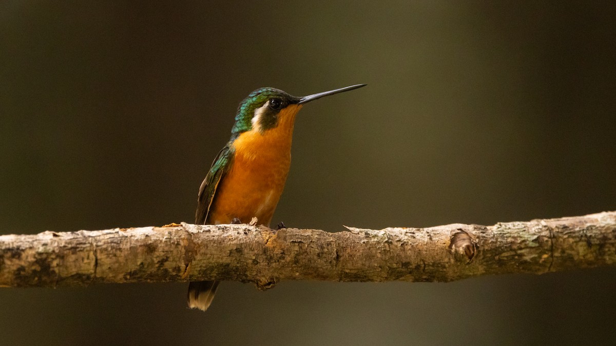 Colibri à ventre châtain - ML616740251