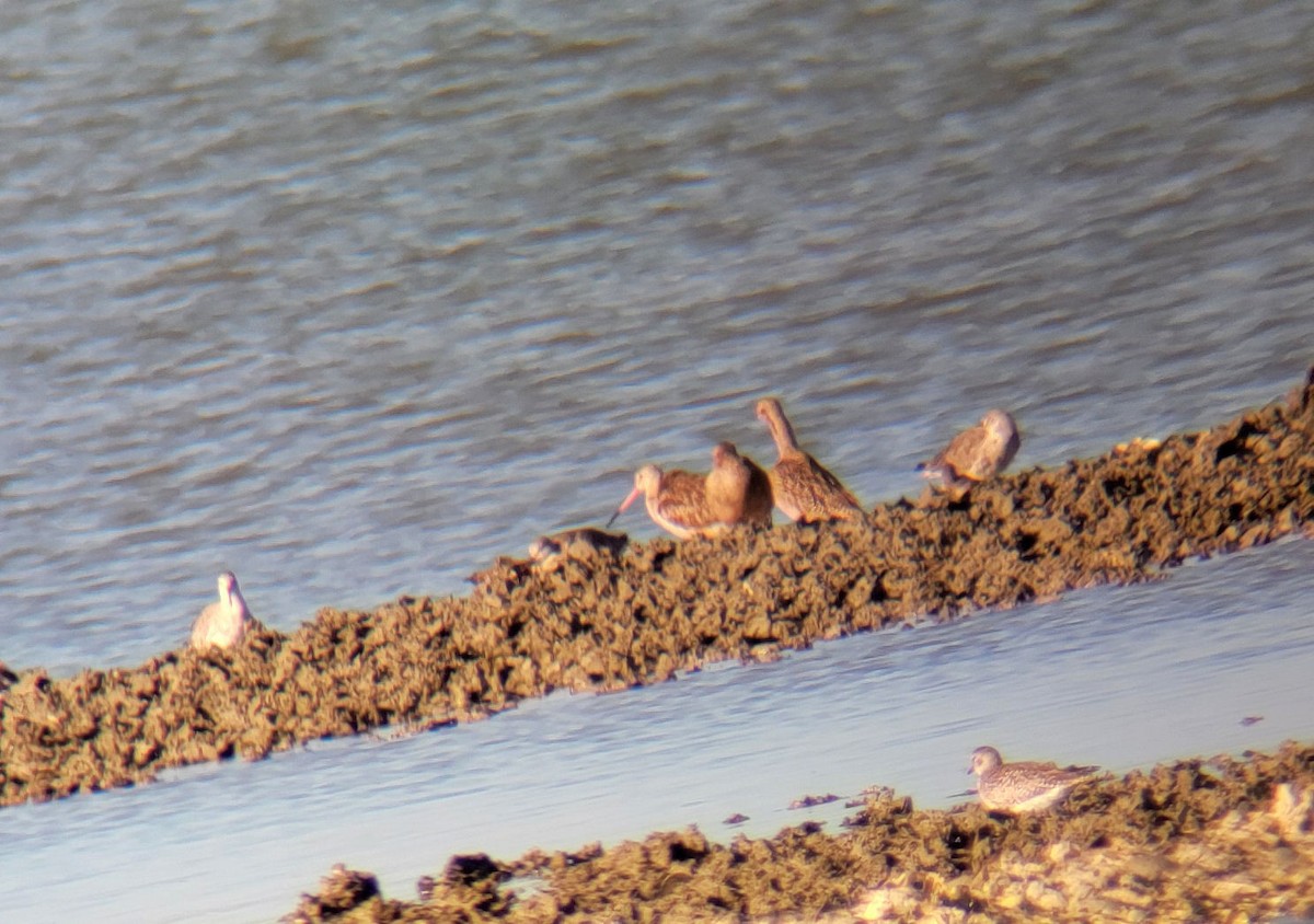 Marbled Godwit - ML616740277