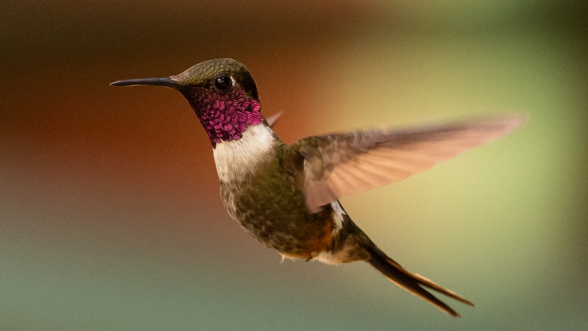 Colibrí Magenta - ML616740314