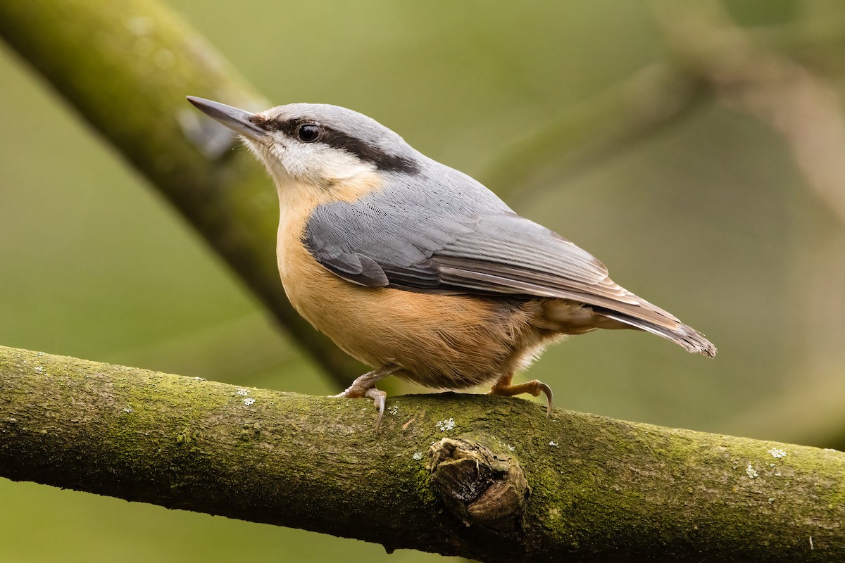 Picchio muratore - ML616740339