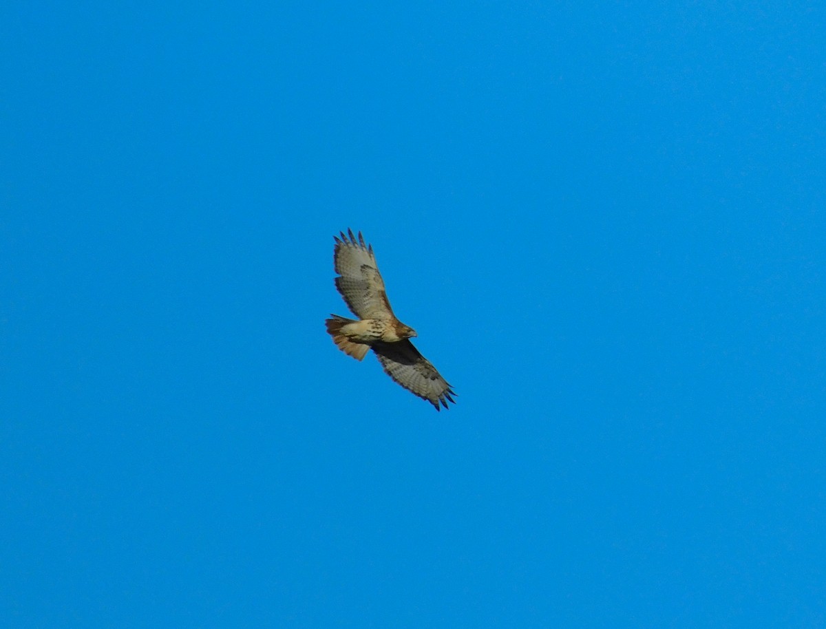 Red-tailed Hawk - ML616740426