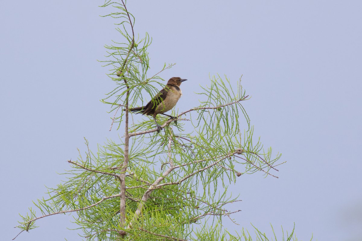 Boat-tailed Grackle - ML616740429