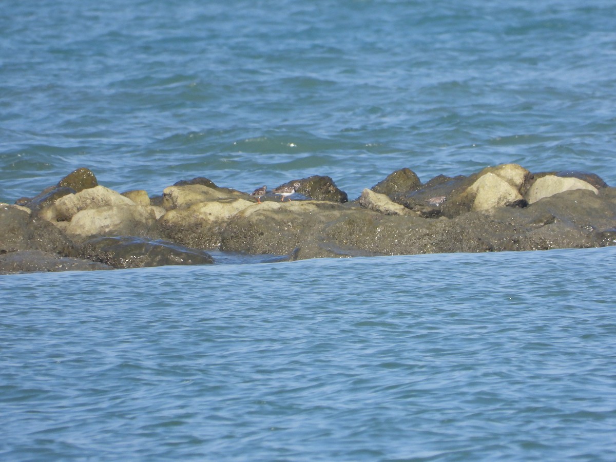 Ruddy Turnstone - ML616740435