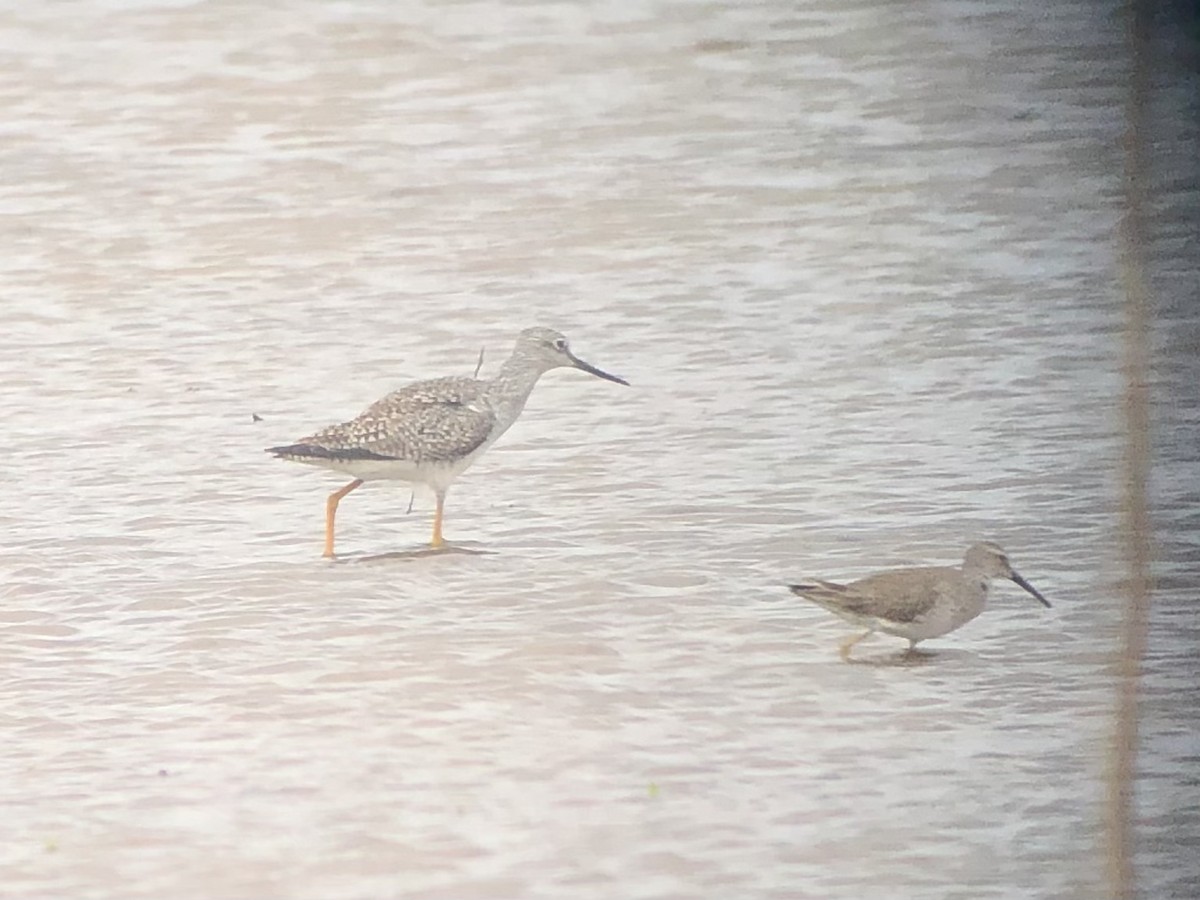 Stilt Sandpiper - ML616740459