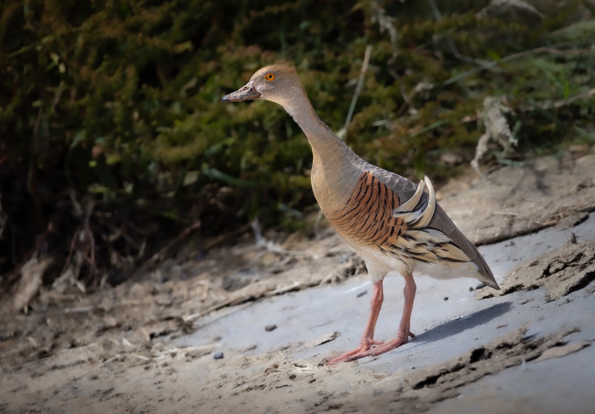 Plumed Whistling-Duck - ML616740486