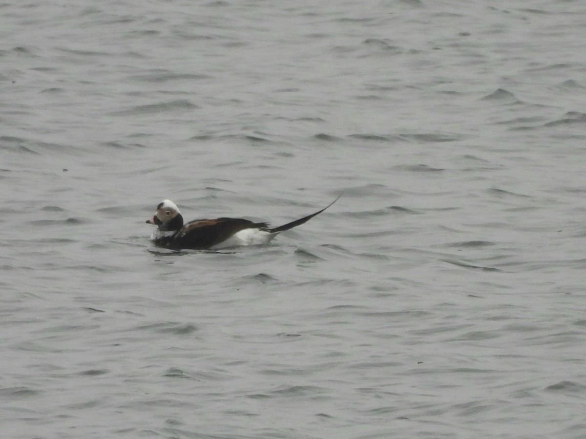 Long-tailed Duck - ML616740488