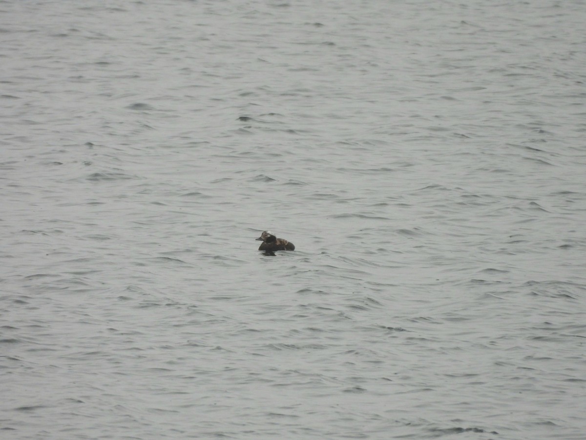 Long-tailed Duck - ML616740489