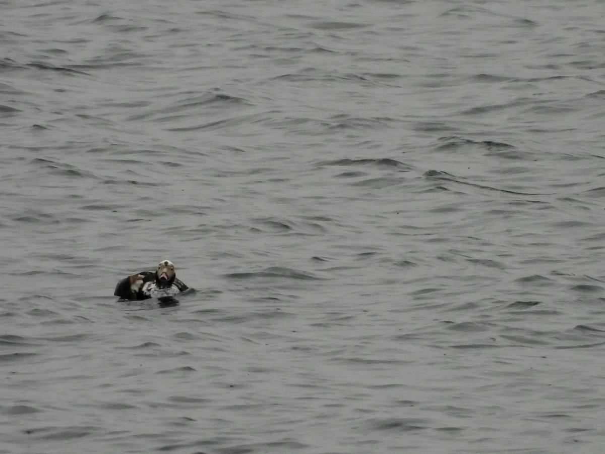 Long-tailed Duck - ML616740490