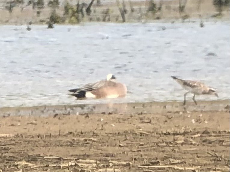 American Wigeon - Ruben  Stoll