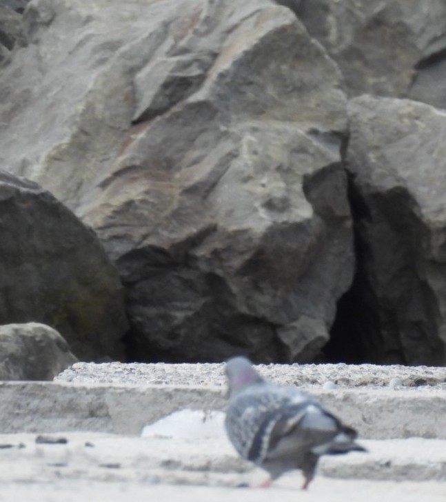 Rock Pigeon (Feral Pigeon) - ML616740545