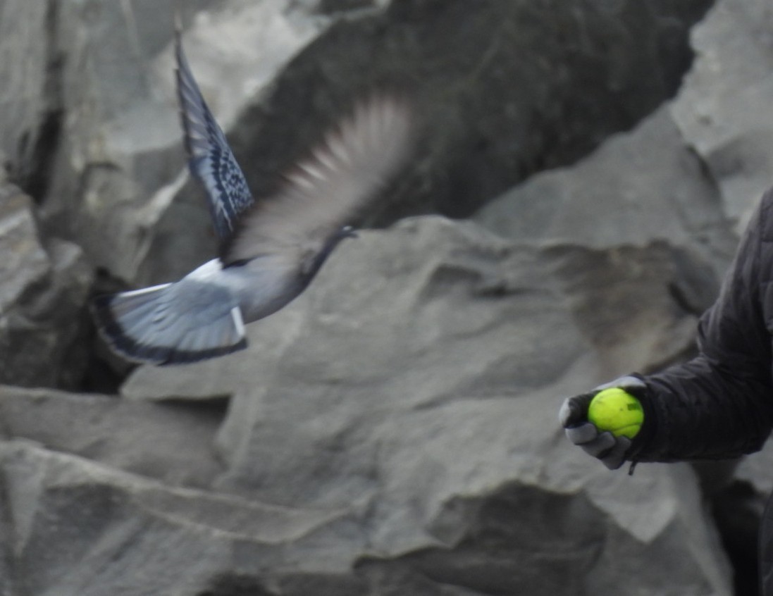 Rock Pigeon (Feral Pigeon) - ML616740546