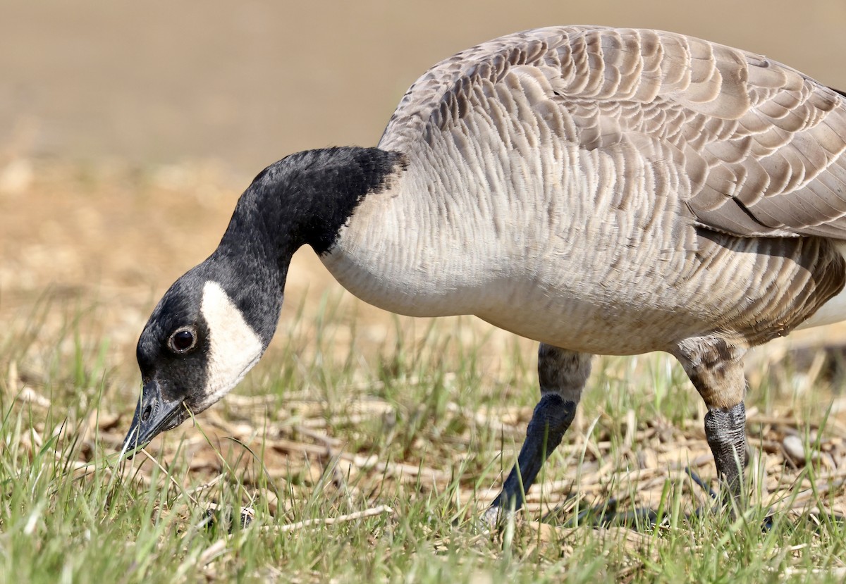 Cackling Goose (Richardson's) - Grace Simms  🐦‍⬛