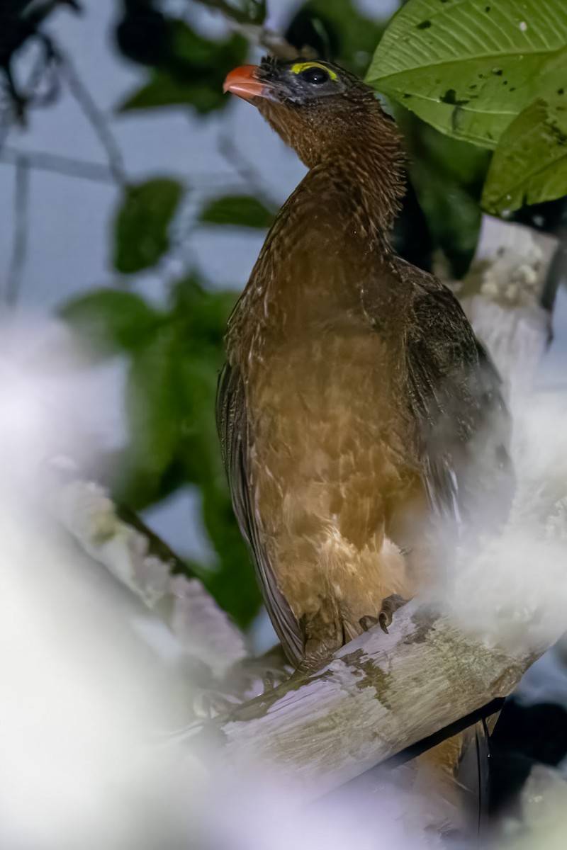 カンムリホウカンチョウ - ML616740557