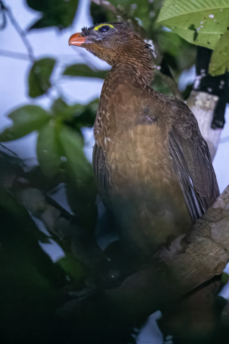 カンムリホウカンチョウ - ML616740558