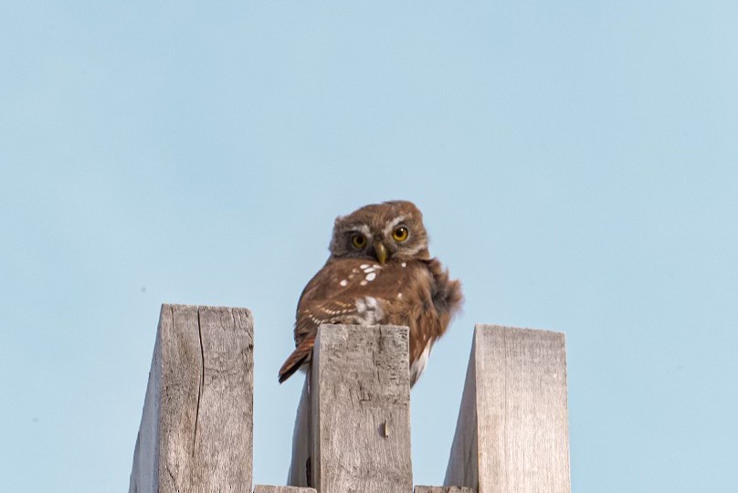 Austral Pygmy-Owl - ML616740583