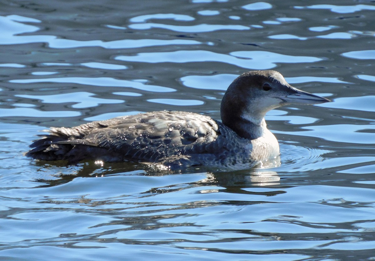 Common Loon - ML616740589