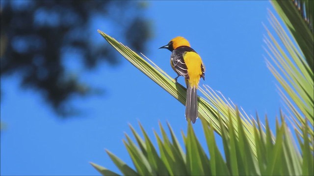 Hooded Oriole - ML616740601