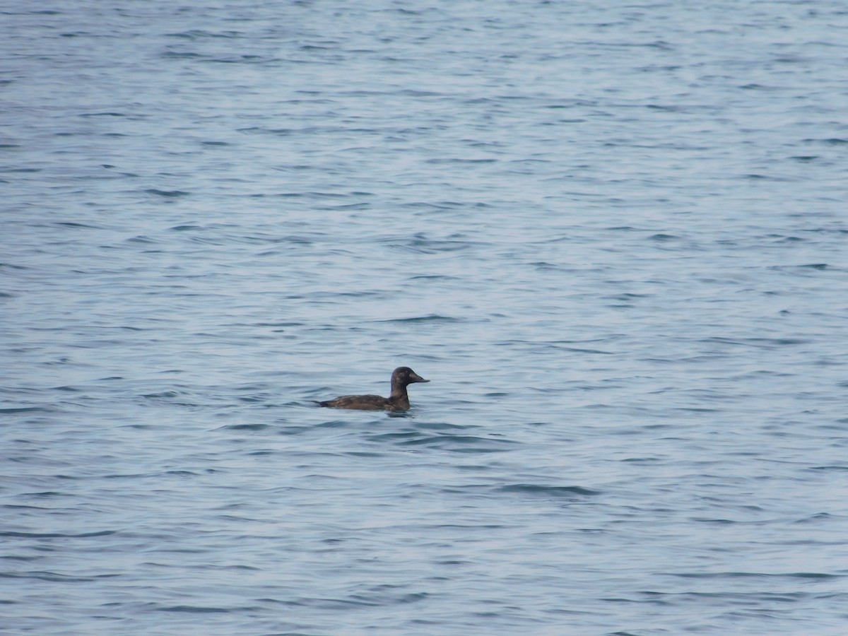 White-winged Scoter - ML616740656