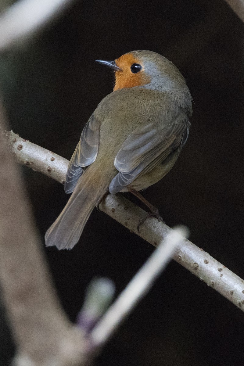 Rotkehlchen - ML616740721