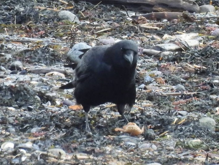 American Crow - ML616740724