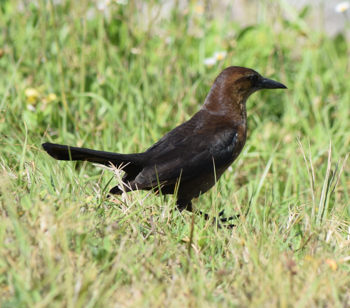 Boat-tailed Grackle - Bill Uttenweiler