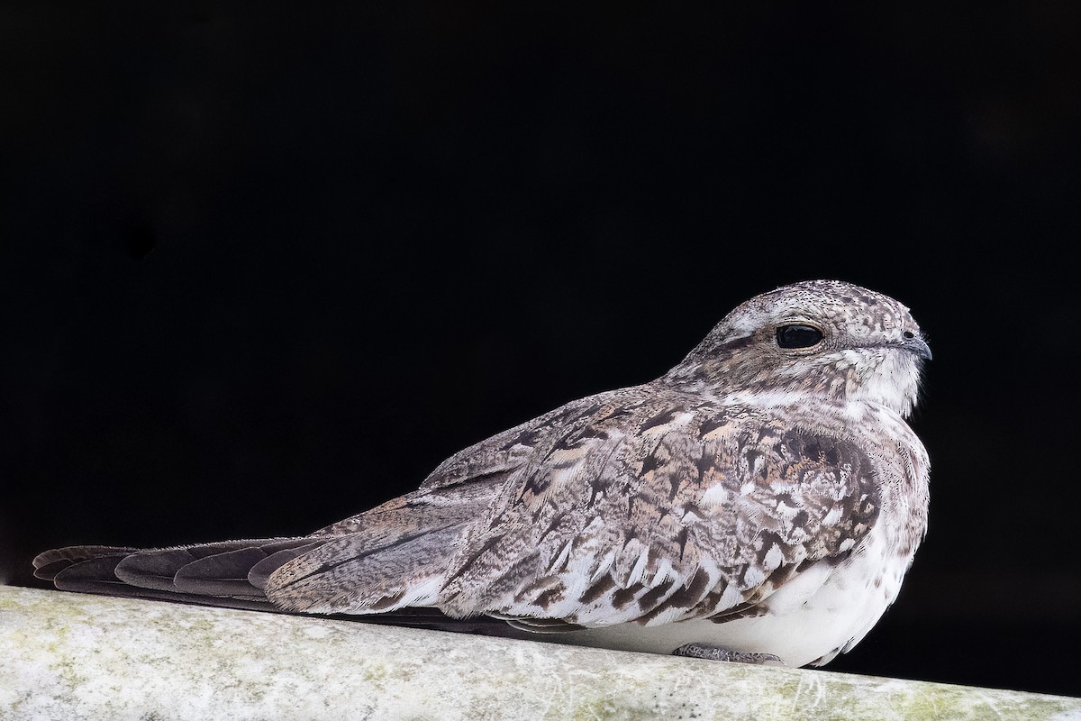 Sand-colored Nighthawk - John Rogers