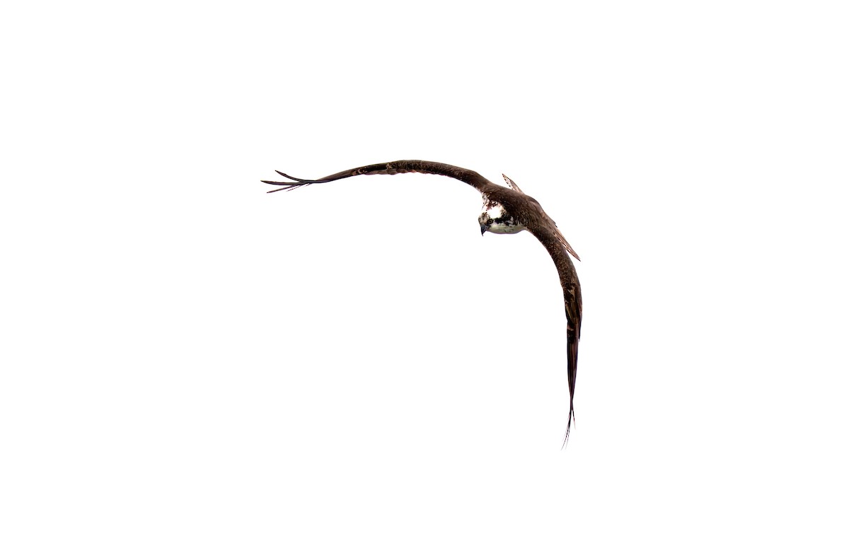 Águila Pescadora - ML616740769