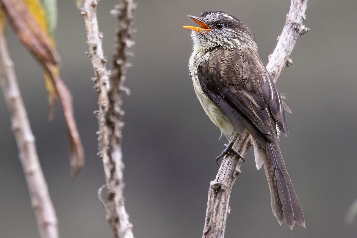 Agile Tit-Tyrant - John Rogers