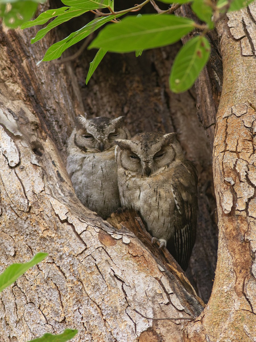 Indian Scops-Owl - ML616740796