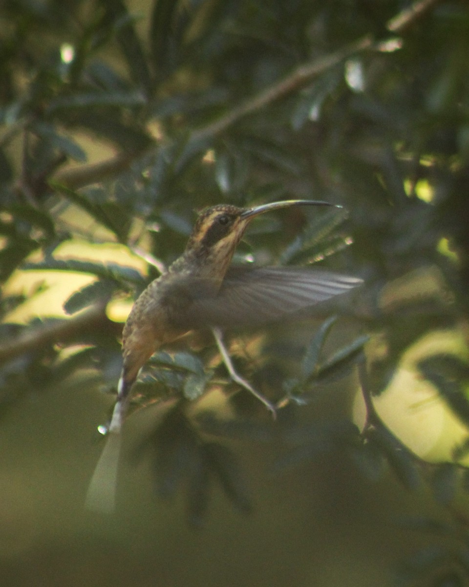 Scale-throated Hermit - ML616740837