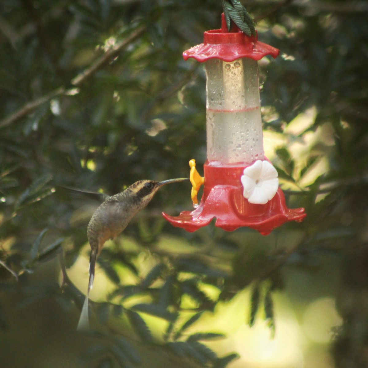 kolibřík šupinkohrdlý - ML616740838