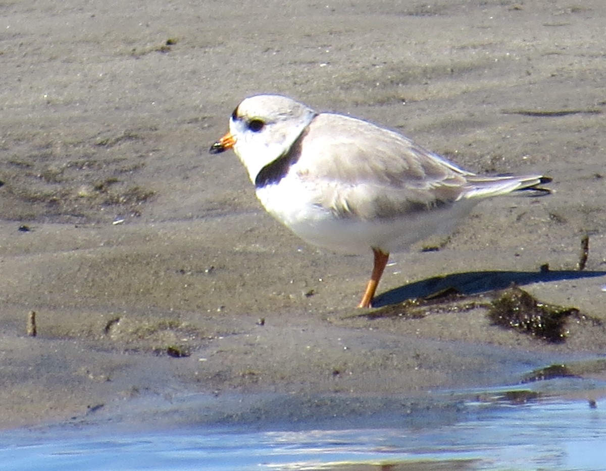 Piping Plover - Amanda Kallenbach