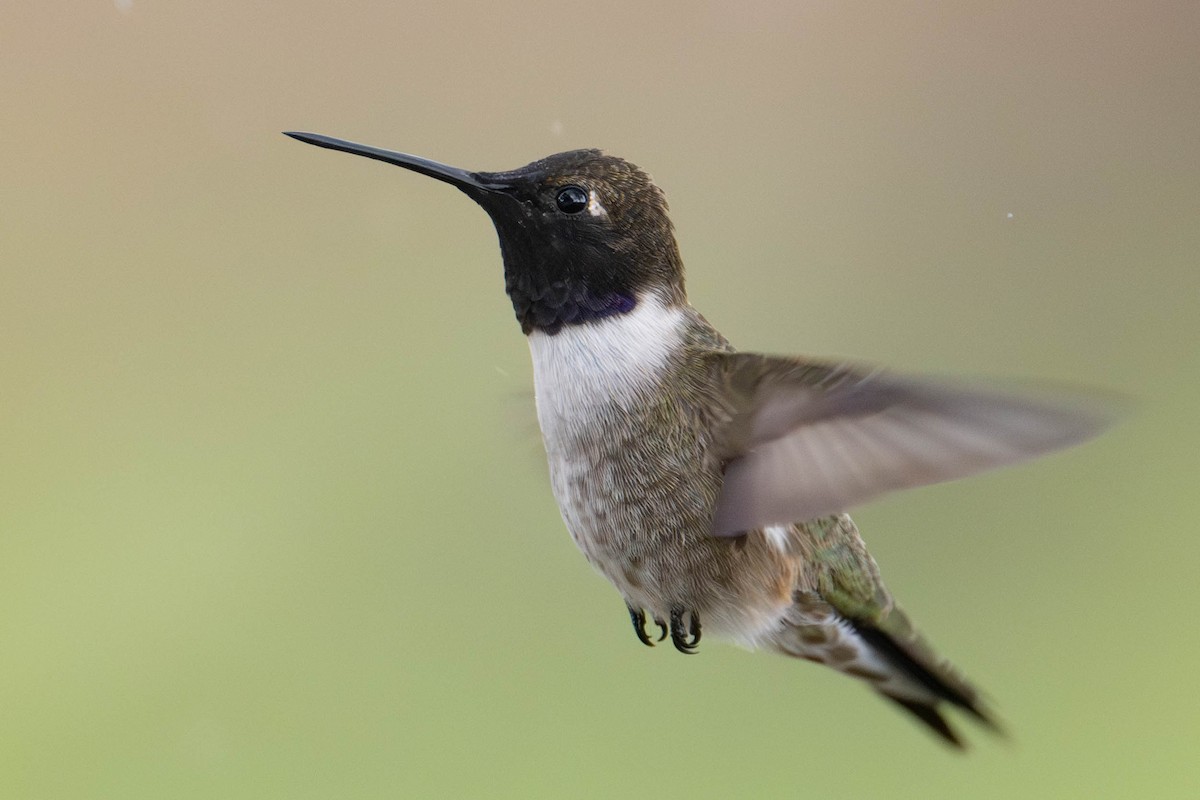 Black-chinned Hummingbird - Nancy Christensen