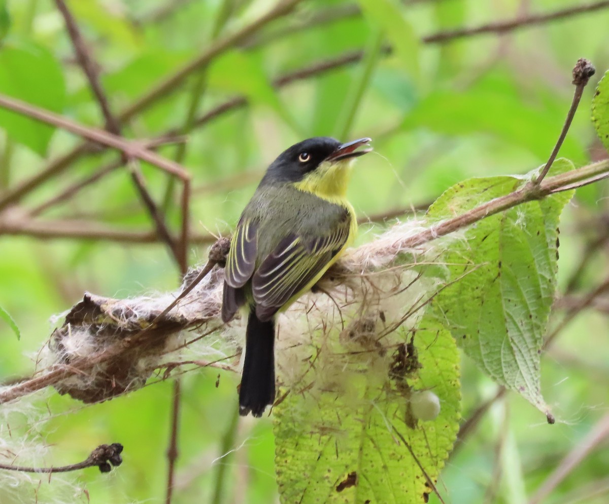 Common Tody-Flycatcher - Jennifer McKown