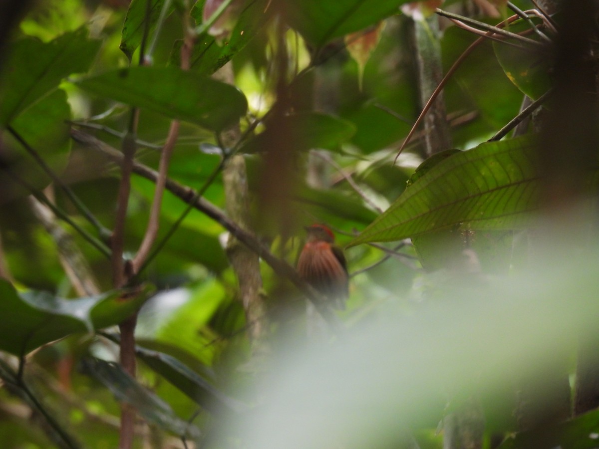 Striolated Manakin - Cynthia Nickerson