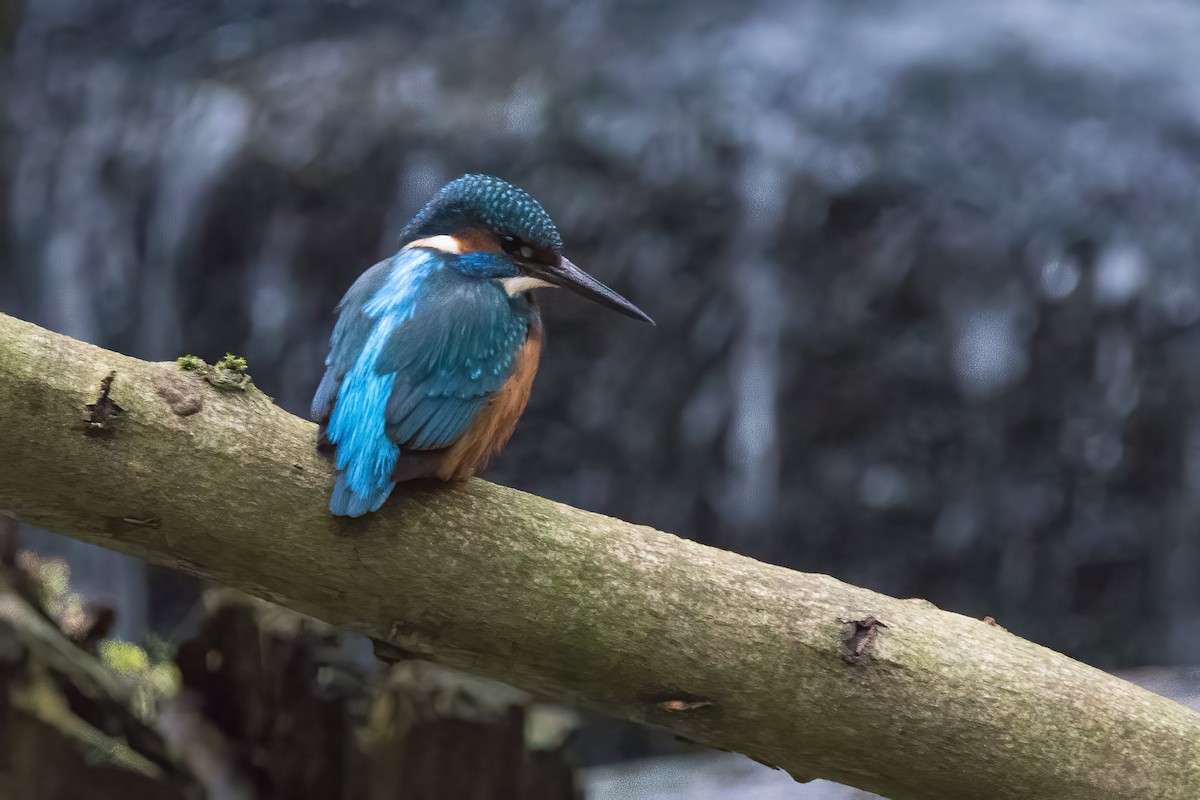 Common Kingfisher - Paul Fletcher