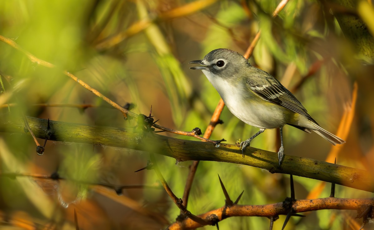 Cassin's/Blue-headed Vireo - Connor Cochrane