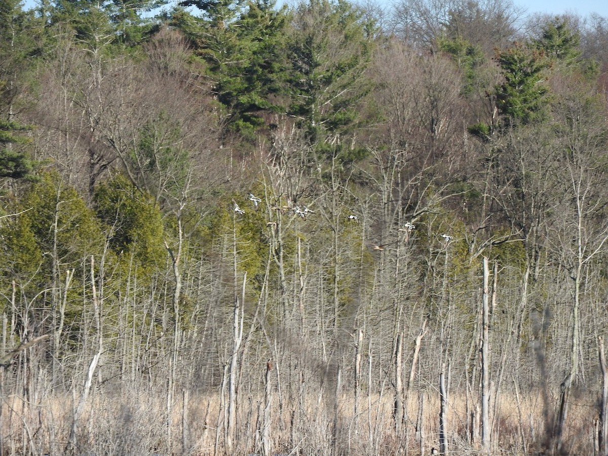 Northern Shoveler - ML616741058