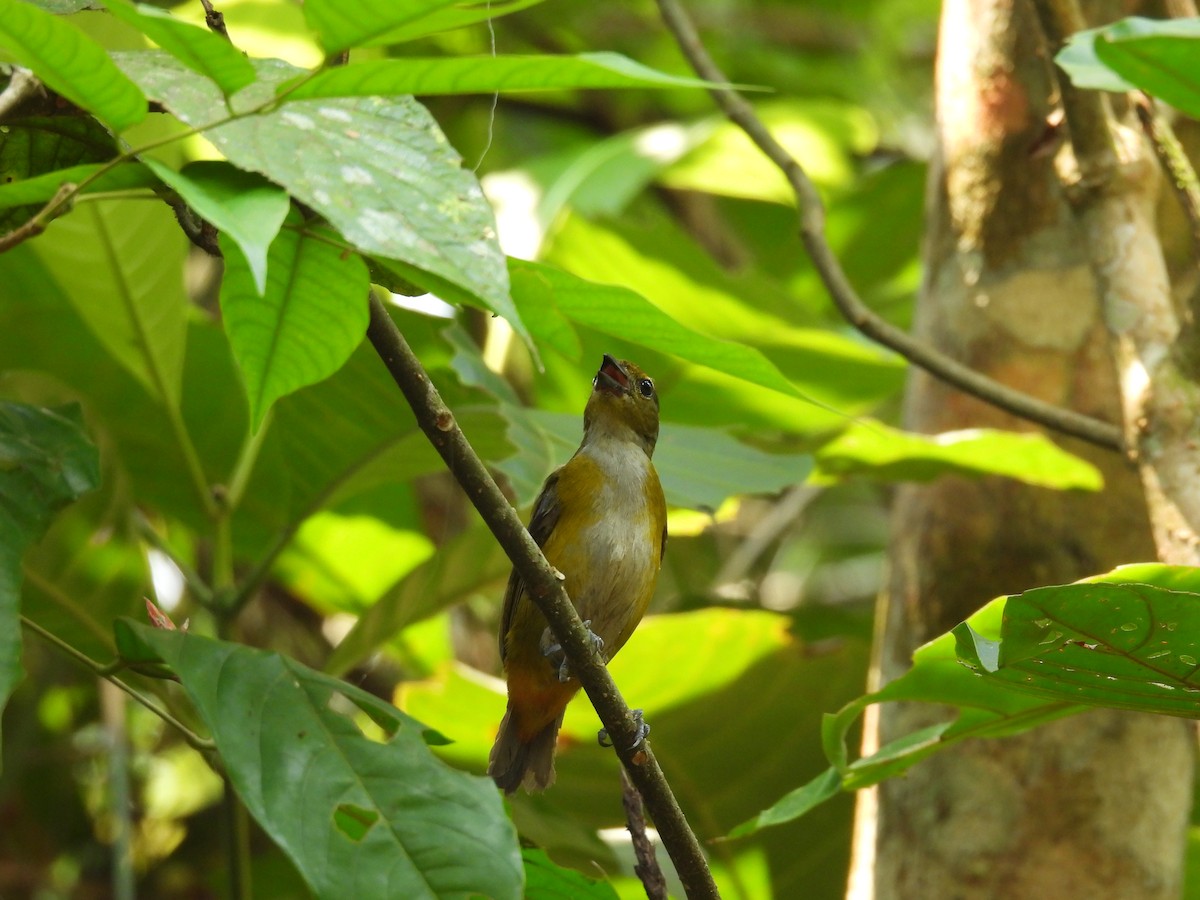 Rufous-bellied Euphonia - ML616741064