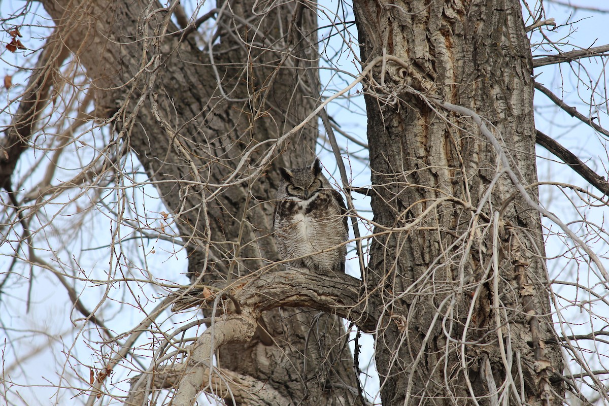 Great Horned Owl - ML616741075