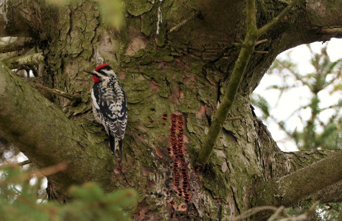 Yellow-bellied Sapsucker - Brenda Rezk