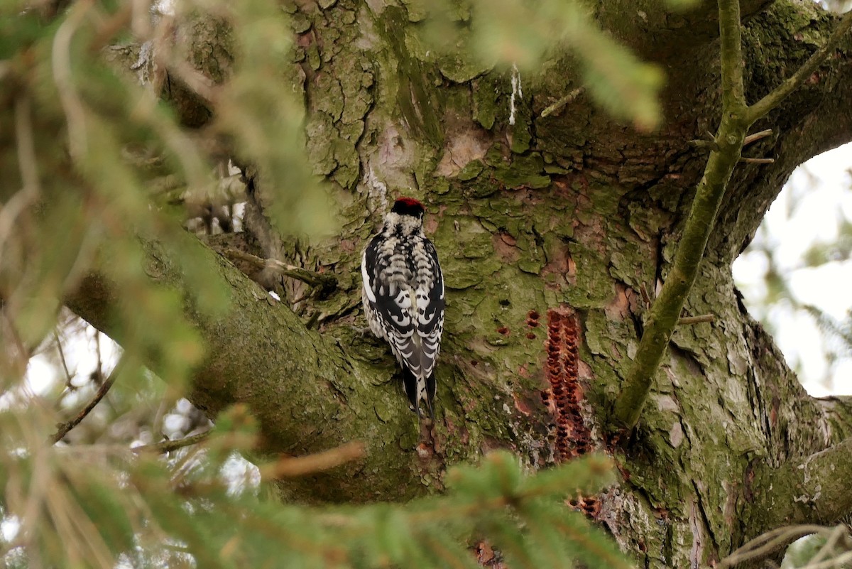 Yellow-bellied Sapsucker - ML616741080