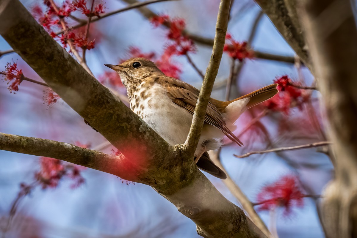 Hermit Thrush - ML616741086