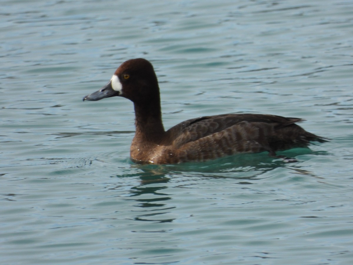 Greater Scaup - ML616741100