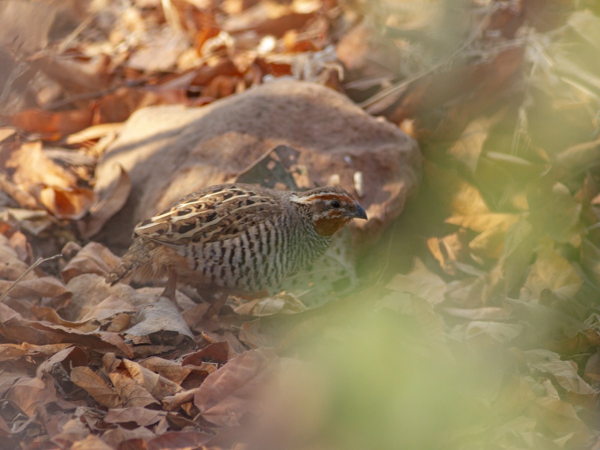 Jungle Bush-Quail - ML616741102