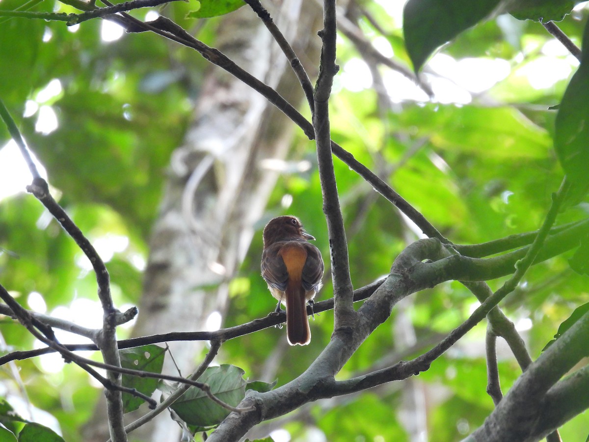 Bright-rumped Attila - Cynthia Nickerson